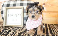 Tillie, a female Yorkshire Terrier for sale in Paris, TX – 1 of 6