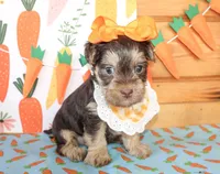 Tillie, a female Morkie for sale in Paris, TX – Photo 3 of 4