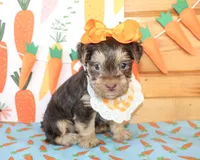Tillie, a female Morkie for sale in Paris, TX – Photo 4 of 4