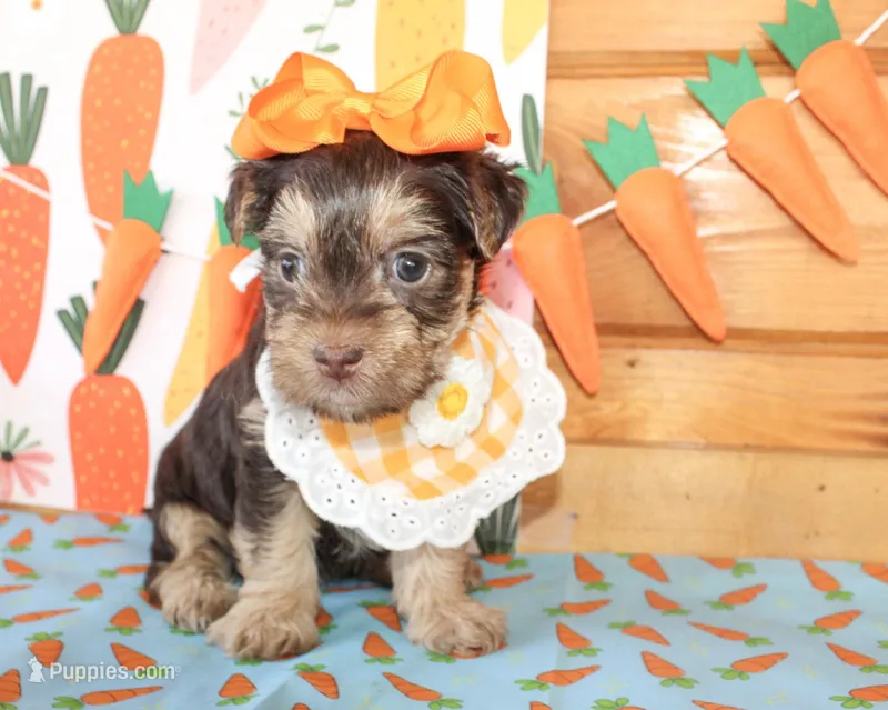 Tillie – Morkie puppy for sale in Paris, TX