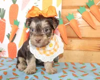 Tillie, a female Morkie for sale in Paris, TX – Photo 1 of 4