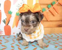 Tillie, a female Morkie for sale in Paris, TX – Photo 2 of 4