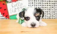 Lane, a male Yorkshire Terrier for sale in Paris, TX – 3 of 5