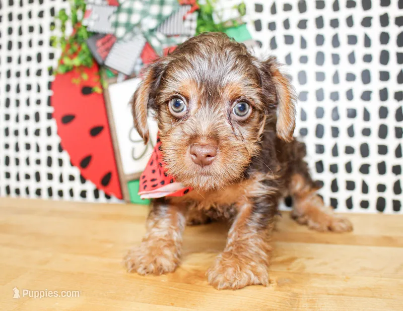 Bennett – Yorkshire Terrier puppy for sale in Paris, TX