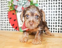 Bennett, a male Yorkshire Terrier for sale in Paris, TX – 1 of 8