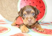 Bennett, a male Yorkshire Terrier for sale in Paris, TX – 4 of 4