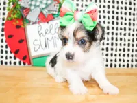 Belle, a female Yorkshire Terrier for sale in Paris, TX – 8 of 10