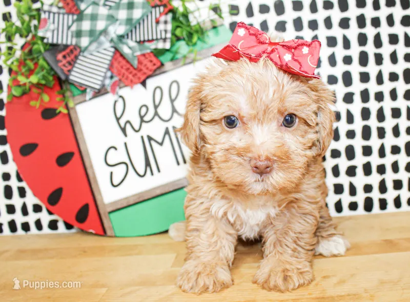 Trixie – Morkie puppy for sale in Paris, TX