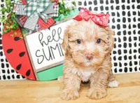 Trixie, a female Morkie for sale in Paris, TX – 1 of 10