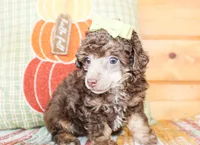 Harlie, a female Poodle - Toy  for sale in Paris, TX – 2 of 4