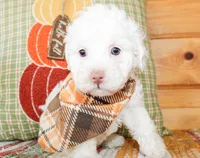 Liam, a male Poodle - Toy  for sale in Paris, TX – 3 of 4