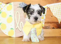 Lane, a male Yorkshire Terrier for sale in Paris, TX – 3 of 4
