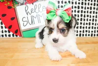 Belle, a female Yorkshire Terrier for sale in Paris, TX – 6 of 10