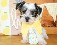 Lane, a male Yorkshire Terrier for sale in Paris, TX – 1 of 4