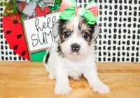 Belle, a female Yorkshire Terrier for sale in Paris, TX – 7 of 10