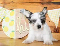 Beau, a male Yorkshire Terrier for sale in Paris, TX – 4 of 5
