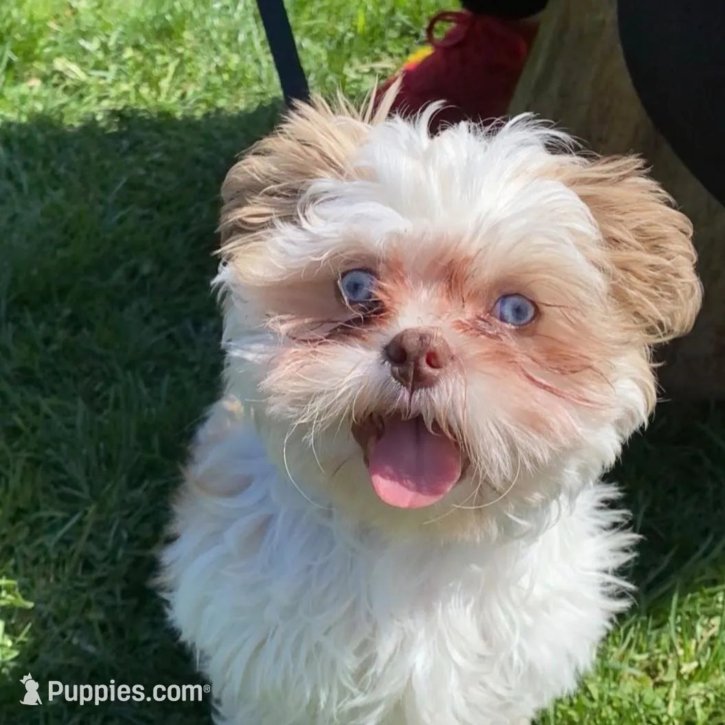 Taquito , a male Shih Tzu for sale in Chicago, IL – Photo 5 of 5