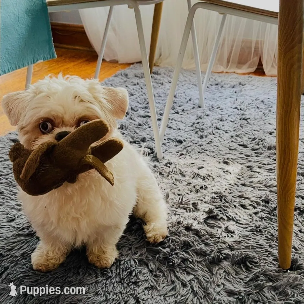 Taquito , a male Shih Tzu for sale in Chicago, IL – Photo 4 of 5