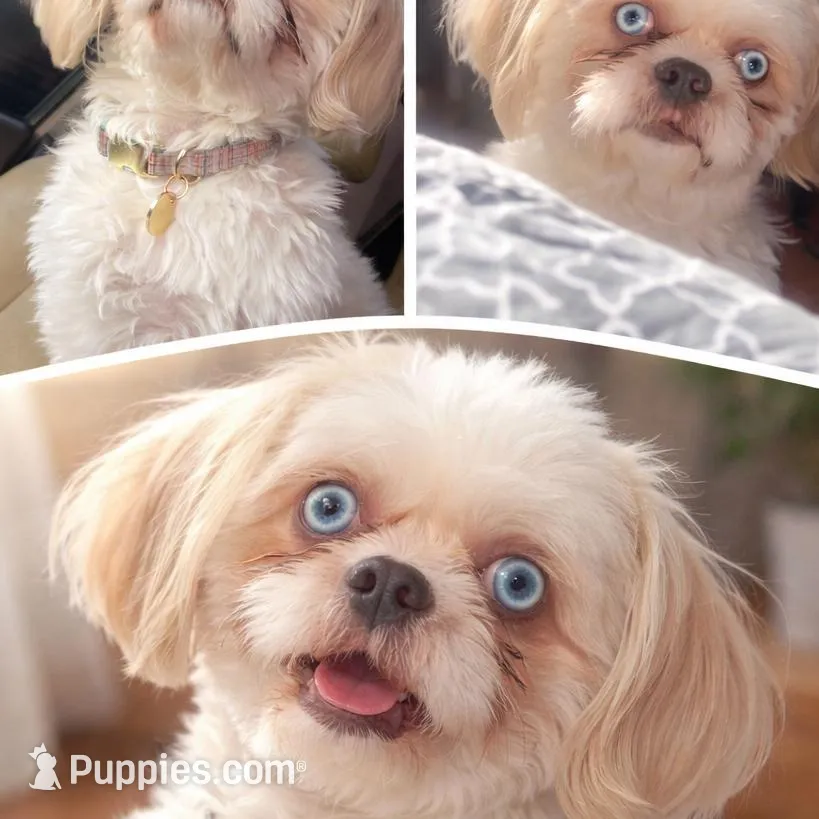 Taquito  – Shih Tzu puppy for sale in Chicago, IL