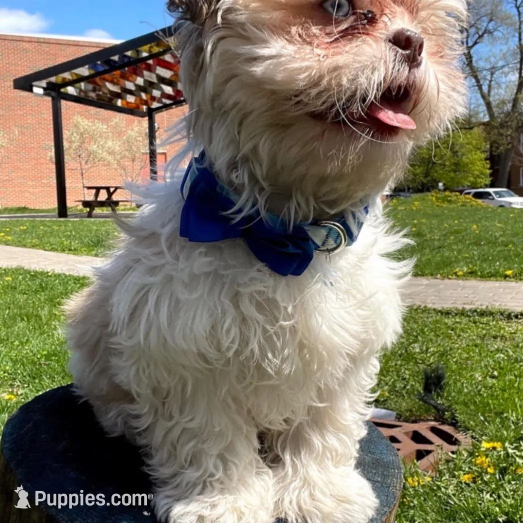 Taquito , a male Shih Tzu for sale in Chicago, IL – Photo 3 of 5