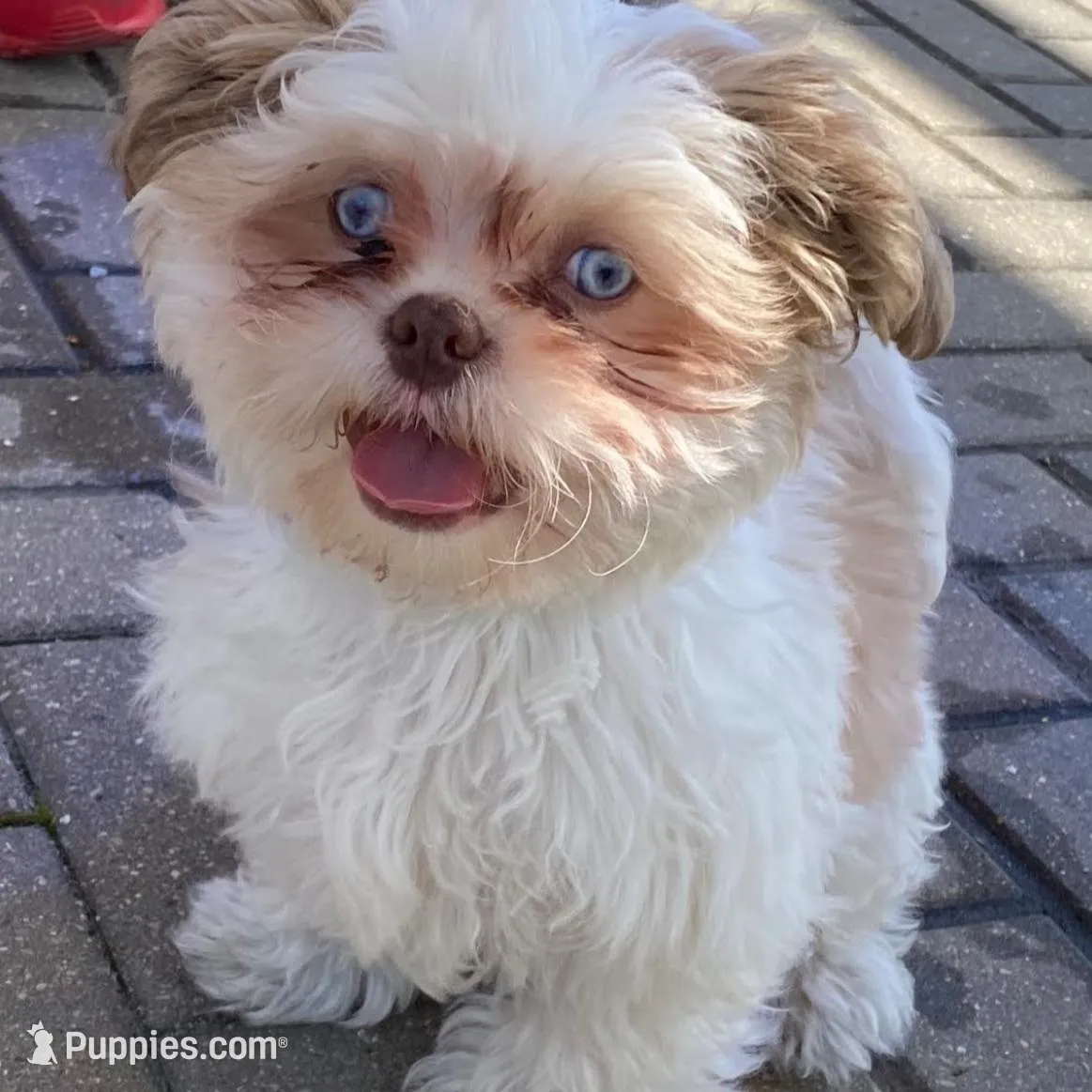 Taquito , a male Shih Tzu for sale in Chicago, IL – Photo 2 of 5