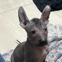 Uno, a male Xoloitzcuintli for sale in Phoenix, AZ – Photo 2 of 9