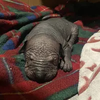 Uno, a male Xoloitzcuintli for sale in Phoenix, AZ – Photo 7 of 9