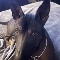 Uno, a male Xoloitzcuintli for sale in Phoenix, AZ – Photo 6 of 9