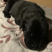 Uno, a male Xoloitzcuintli for sale in Phoenix, AZ – Photo 9 of 9