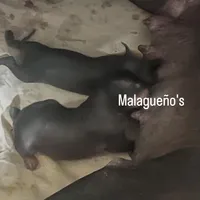 Uno, a male Xoloitzcuintli for sale in Phoenix, AZ – Photo 4 of 9