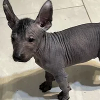 Uno, a male Xoloitzcuintli for sale in Phoenix, AZ – Photo 3 of 9
