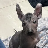 Uno, a male Xoloitzcuintli for sale in Phoenix, AZ – Photo 1 of 9