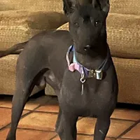 Uno, a male Xoloitzcuintli for sale in Phoenix, AZ – Photo 5 of 9