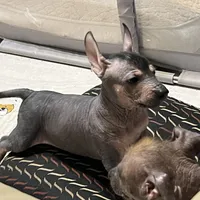 Jr, a male Xoloitzcuintli for sale in Phoenix, AZ – Photo 3 of 5