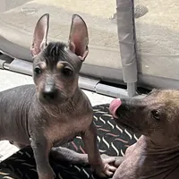 Jr, a male Xoloitzcuintli for sale in Phoenix, AZ – Photo 4 of 5