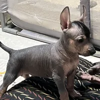 Jr, a male Xoloitzcuintli for sale in Phoenix, AZ – Photo 2 of 5