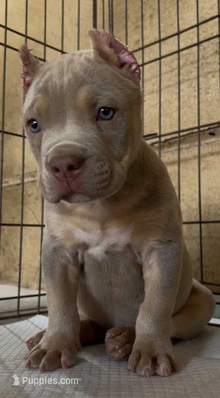 Gunner – American Bully puppy for sale in Riverside, CA