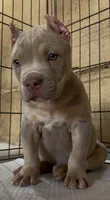 Gunner, a male American Bully for sale in Riverside, CA – 1 of 3