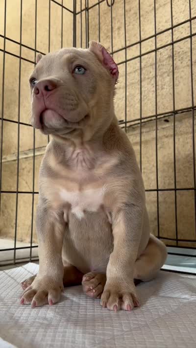 Gunner, a male American Bully for sale in Riverside, CA – 3 of 3