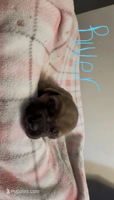 River – Cane Corso puppy for sale in Peachtree City, GA