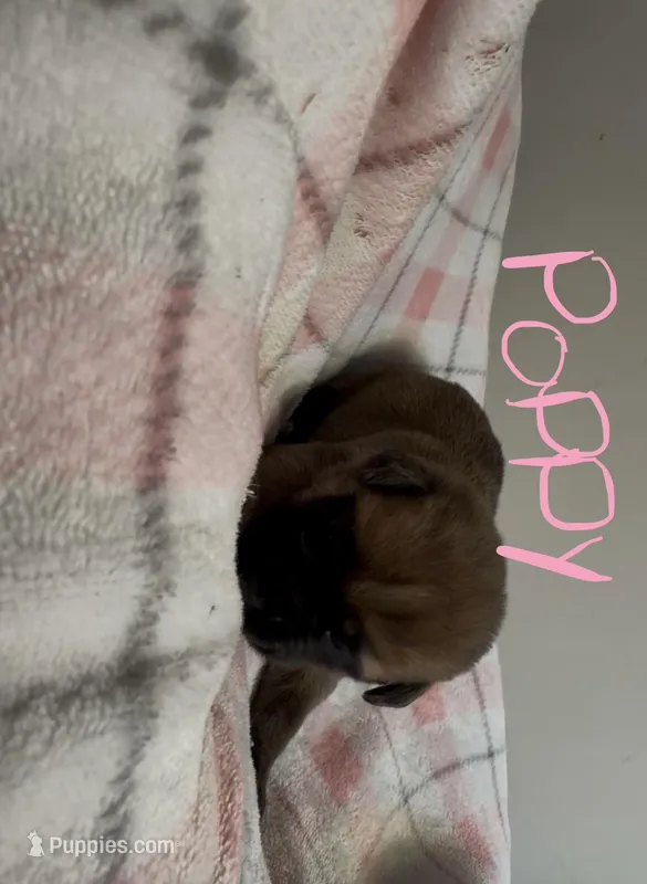 Poppy – Cane Corso puppy for sale in Peachtree City, GA