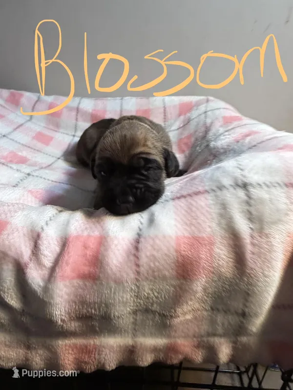 Blossom – Cane Corso puppy for sale in Peachtree City, GA