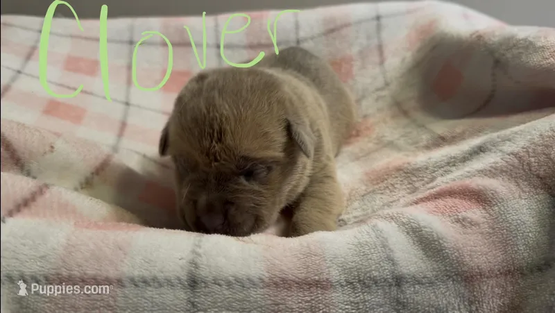 Clover – Cane Corso puppy for sale in Peachtree City, GA