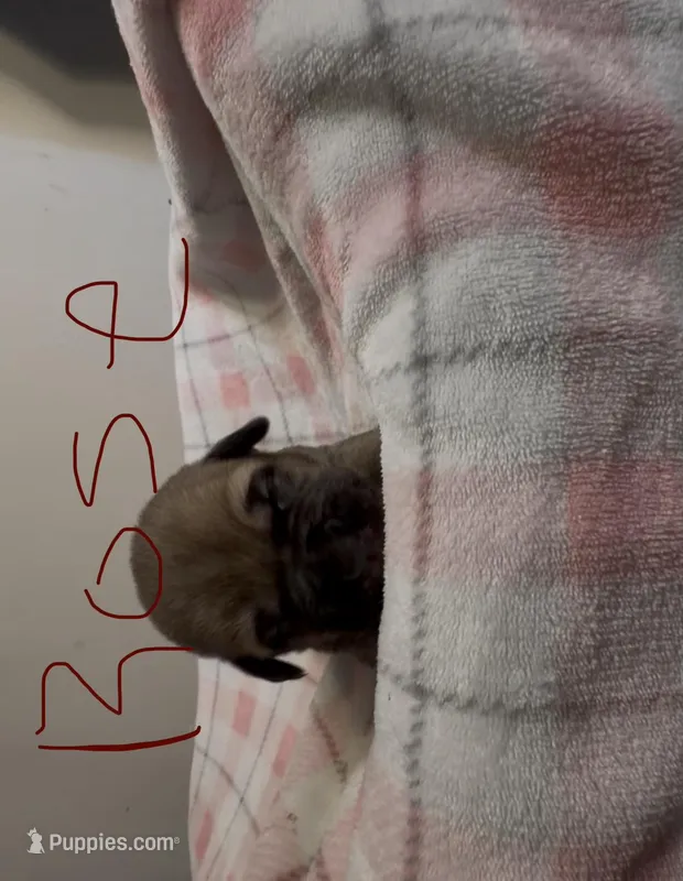 Rose – Cane Corso puppy for sale in Peachtree City, GA