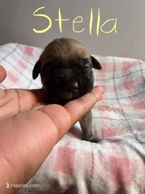 Stella – Cane Corso puppy for sale in Peachtree City, GA