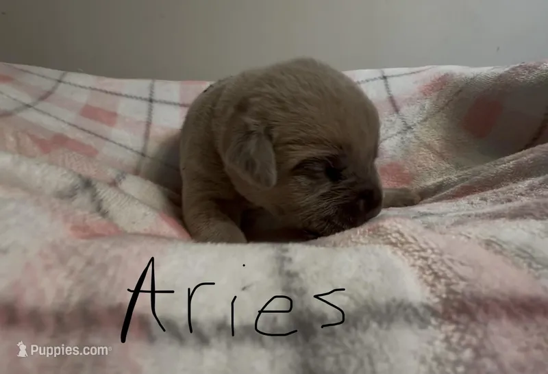 Aries  – Cane Corso puppy for sale in Peachtree City, GA