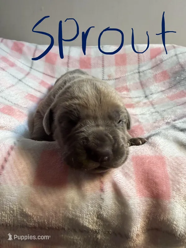Sprout  – Cane Corso puppy for sale in Peachtree City, GA