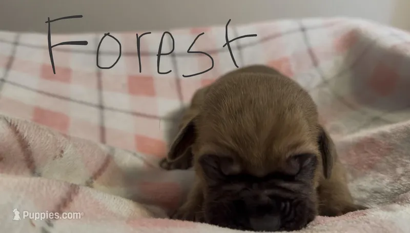 Forest – Cane Corso puppy for sale in Peachtree City, GA