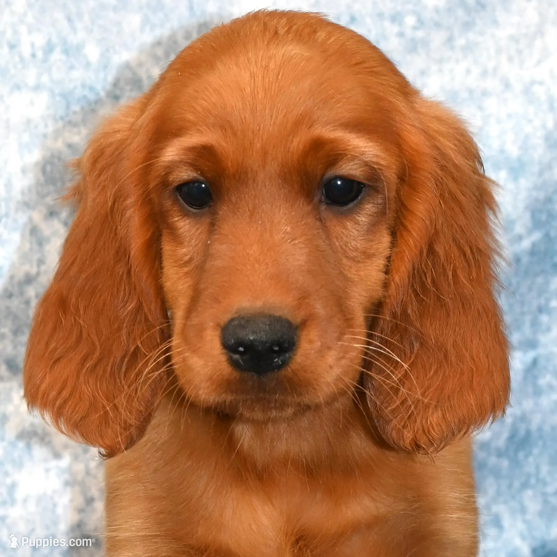 Brodie – Irish Setter puppy for sale in Excelsior Springs, MO