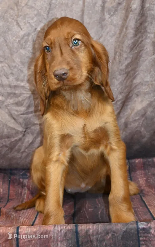 Kaya – Irish Setter puppy for sale in Excelsior Springs, MO